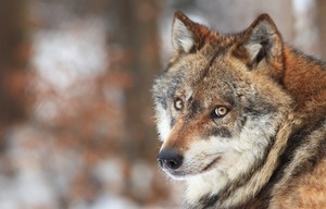 ClientWolf - Acme Hire