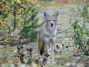 Coyote - Acme Hire