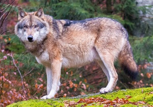 Lobo - Acme Hire