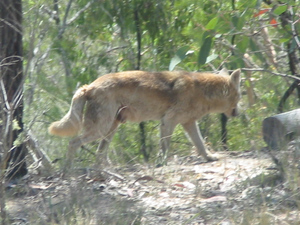 Dingo - Acme Hire